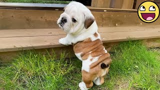 Puppy's zijn geboren komieken! De grappigste babydieren van 2025 🤣🐾