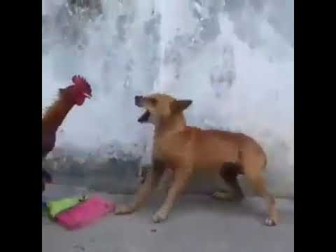 Palaban si sunoy patay nanggalaiti si bantay 😂😂 - YouTube