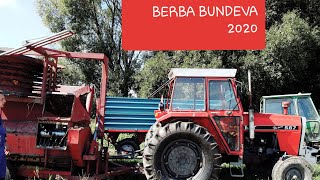 Berba bundeva 2020,kürbisernte,pumpkin harvest-imt&torpedo