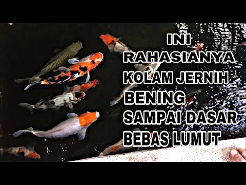 Video: Bagaimana Cara Menjaga Kebersihan Air Kolam?