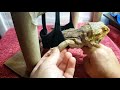 Neglected Dying Bearded Dragon RESCUE Day 13 | Checking ALL LEG JOINTS For MBD | How To