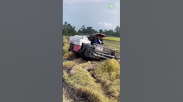 Kubota DC-70 Plus Combine Harvester | Modern Rice Harvesting Machine #Kubota #harvester