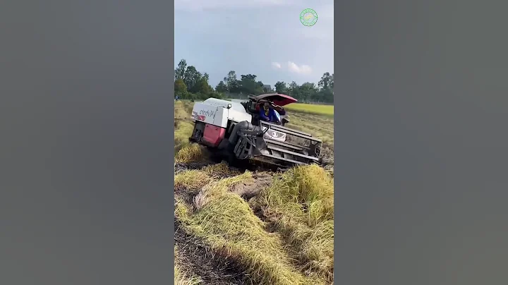 Kubota DC-70 Plus Combine Harvester | Modern Rice Harvesting Machine #Kubota #harvester