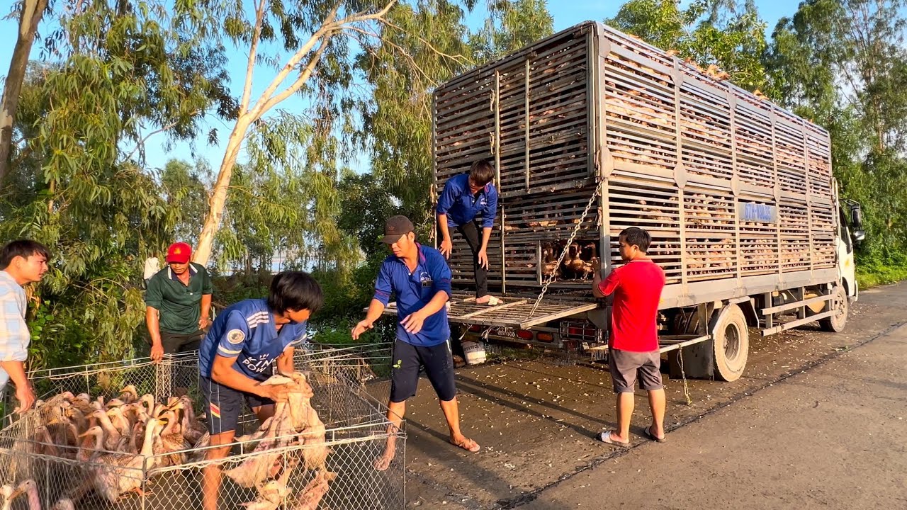 Ducklings Loading Moments of Loading Ducks onto Trucks: Free-Range Duck Farmers in Action ...