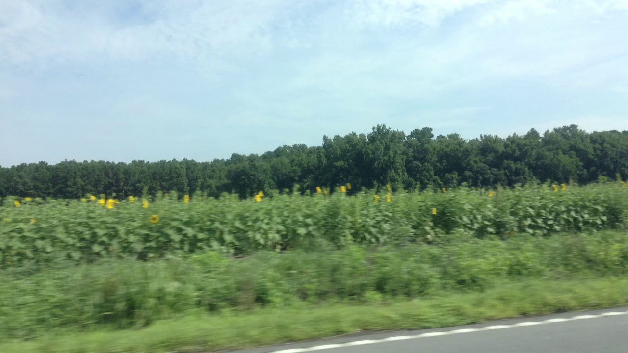 family fun Time in summer vacation on The Day outside.🌻 camera iphone 8 plus apk