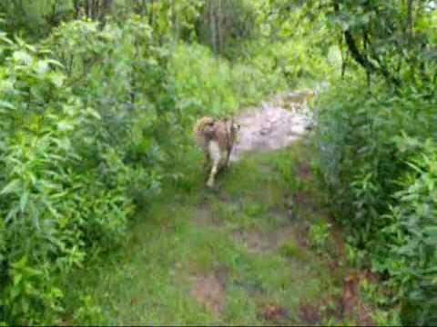 Balade avec mon chien Husky croisé en forêt - YouTube Balade avec mon chien Husky croisé en forêt - YouTube