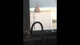 Bird Feeder that WORKS !