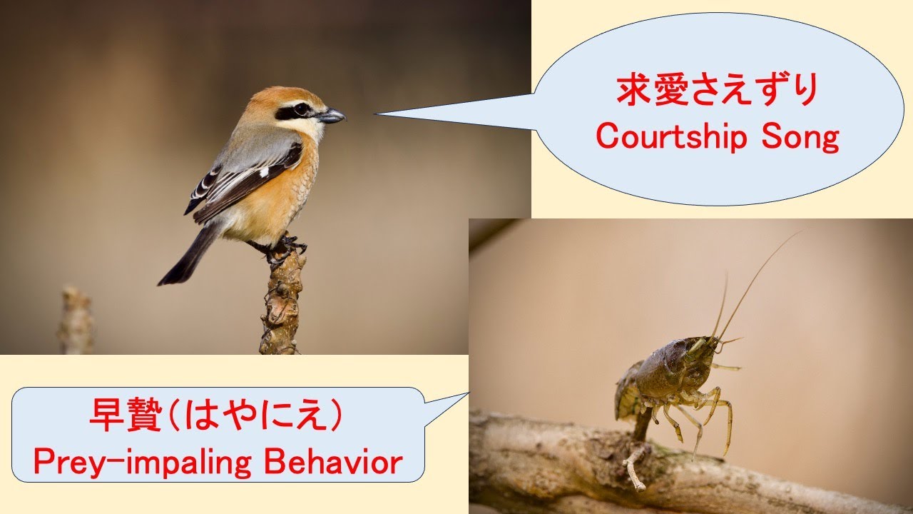 Courtship Song, Prey-impaling Behavior and Breeding of “Bull