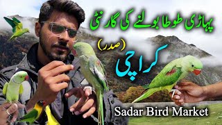 Saddar Exotic Parrots and Birds Market Karachi 2024 Latest Update in Urdu Hindi || Talking parrot