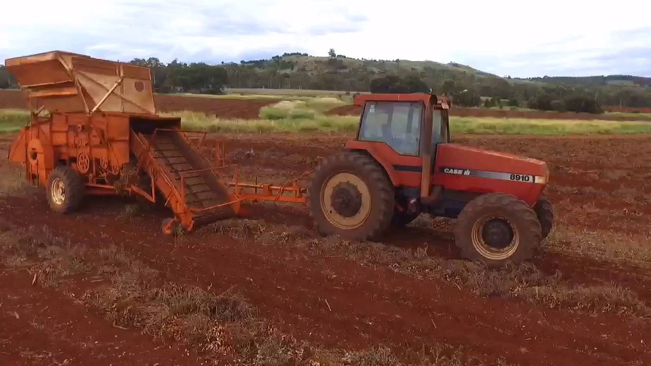 Kingaroy peanut thrashing on the farm YouTube