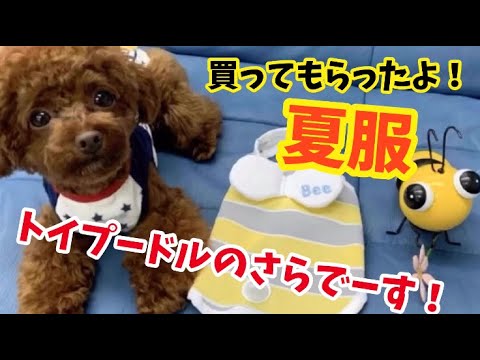 夏に最適 保冷剤入り 犬用夏服がすごい トイプードルのサラ Dog Summer Clothes Youtube