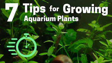 7 Tips for Growing Freshwater Plants in an Aquarium