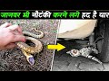 जानवर भी नौटंकी करने लगे हद है यार 14 overdramatic animals ,funny animal video ,animal doing funny