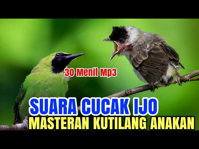 Kutilang isian - cocok buat masteran kutilang bahan SUARA CUCAK IJO class=