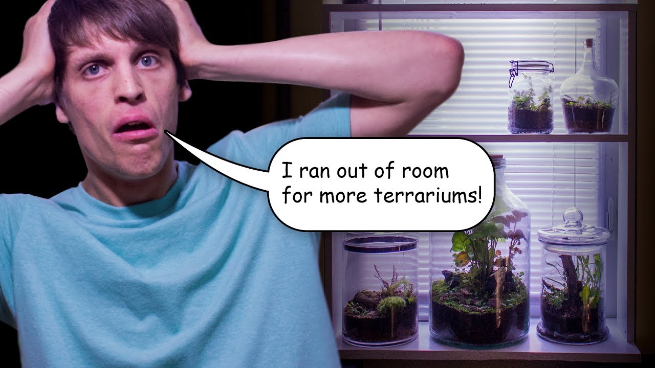 amphibians nedir I Ran Out of Room For Terrariums! - Vlog #3