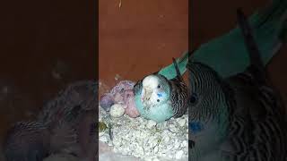 blue colour bajis parrot first time lay eggs and cheeks #bird #budgies #birdsbirdsbirds #birdsbird