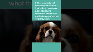 3 Funny Things about the Cavalier #shorts #dogs