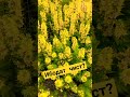 #shorst Ибодат чист?