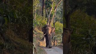 Abhimanyu road show wayanad 🦣#abhimanyu#gajarajan #elephant#elephants#elephantvideo#elephant#shorts