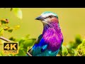 Birds Of The World 4K - Scenic Wildlife Film With Calming Music