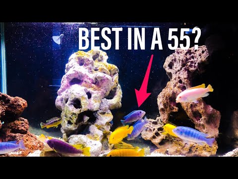 African Cichlids in a 55 Gallon Tank - YouTube