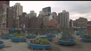 Urban Farming: Gemüse aus der Stadt - Trailer einer Dokumentation von NZZ Format