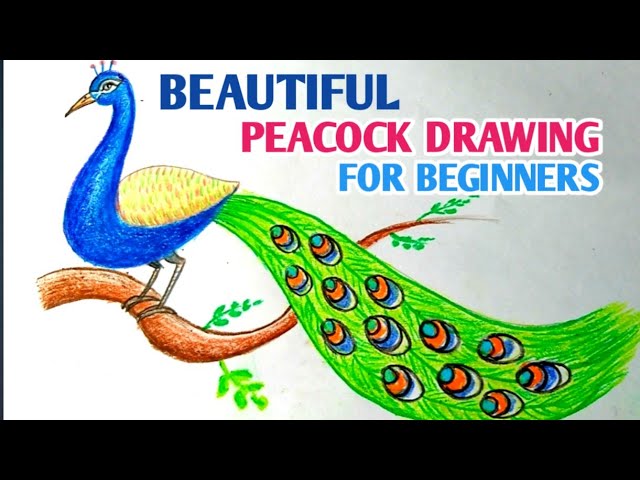 How to Draw a Peacock Drawing - Get Coloring Pages