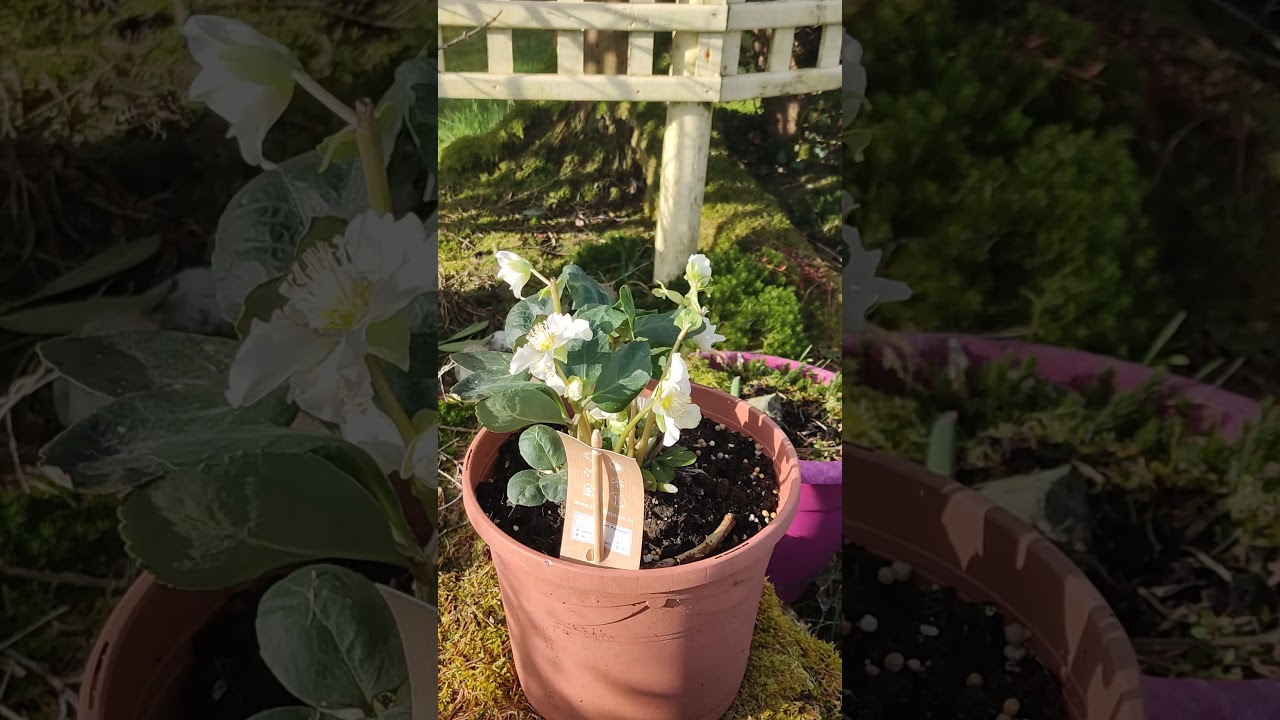 February Honeybees feeding on Helleborus niger Northern Ireland
