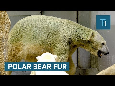 Why Polar Bear Fur Isn&rsquo;t White