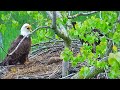 Nature: Bald eagles