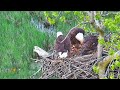Nature: Bald eagles