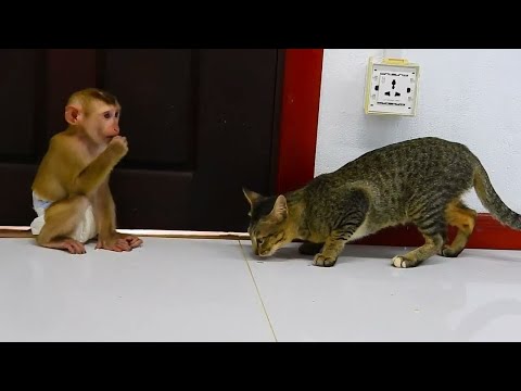 EN KOMİK MAYMUN VE KEDİ VIDEOLARI-2021 - cats and monkey videos