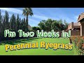 Using pureseed perennial ryegrass 2nd week updatejumpstart kbg pureseed perennialryegrass