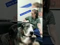 Funny Pets 8