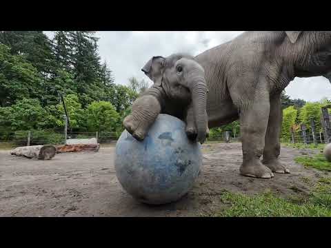 Baby Elephant Tula-Tu Plays With A Big Ball - video from Oregon Zoo