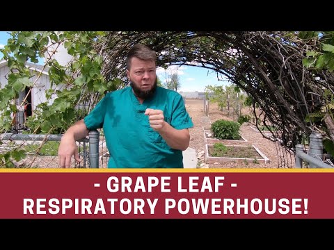 Grape Leaf -The Cytokine Herb (Great for Respiratory Stuff)