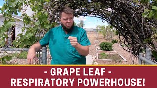 Celebrity Grape Leaf -The Cytokine Herb (Great for Respiratory Stuff) Wealth