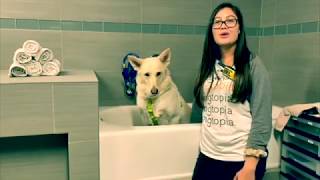 Dogtopia Miramar Tour