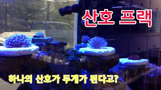 [miniBay] 산호 프랙치기 - 하나의 산호가 두개로