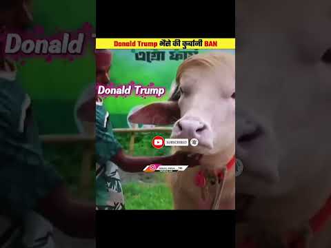 Viral Buffalo Was Saved From Sacrifice #shorts @islamic.status___786