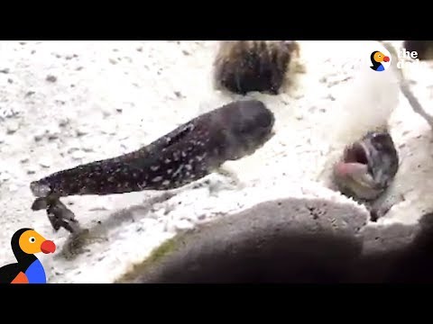 fish-have-the-funniest-fight-ever-|-the-dodo