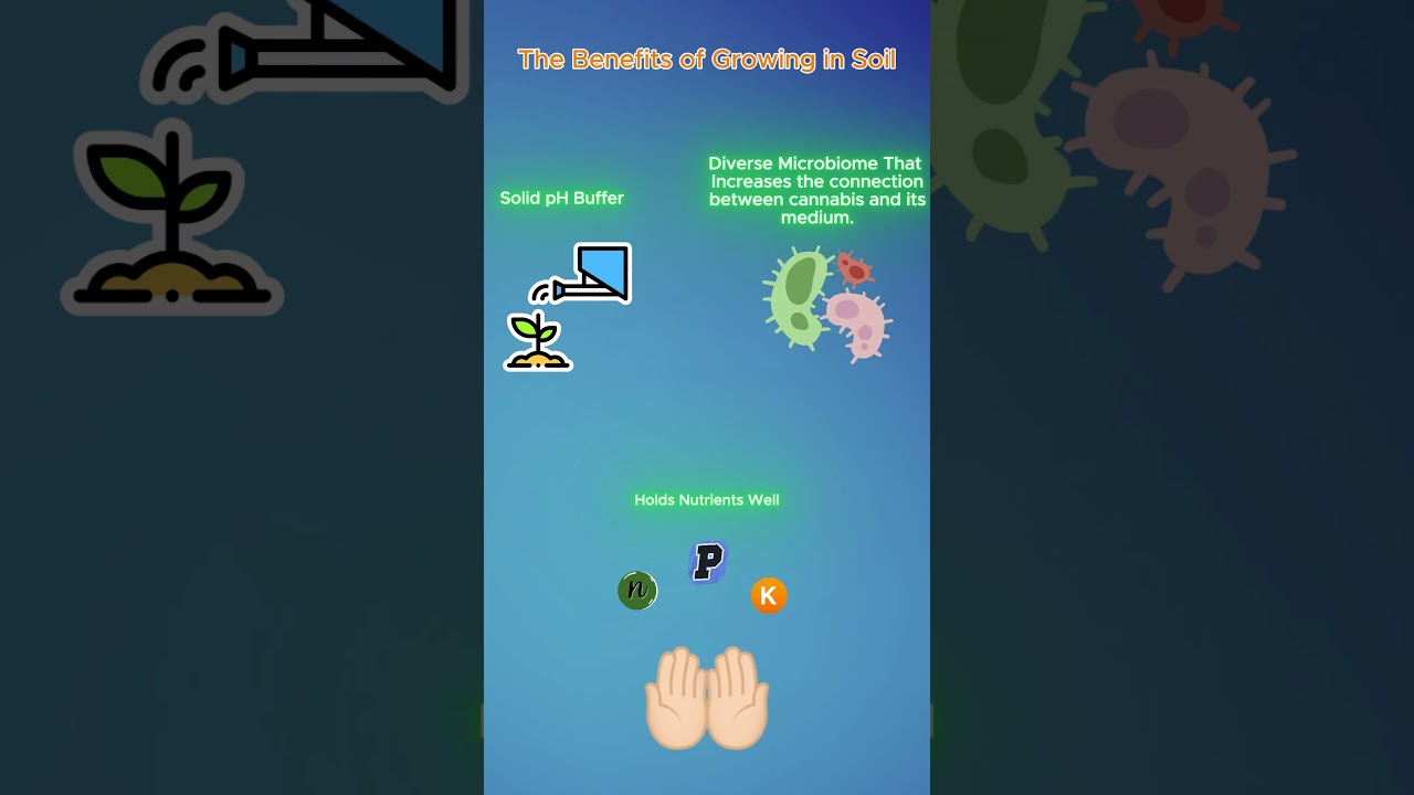 Soil: A Beautiful Growing Medium For Cannabis!