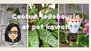 Mon cactus a pourri 😭, La Ledebouria socialis et la fabrication d'un pot balançoire kawaii 😋
