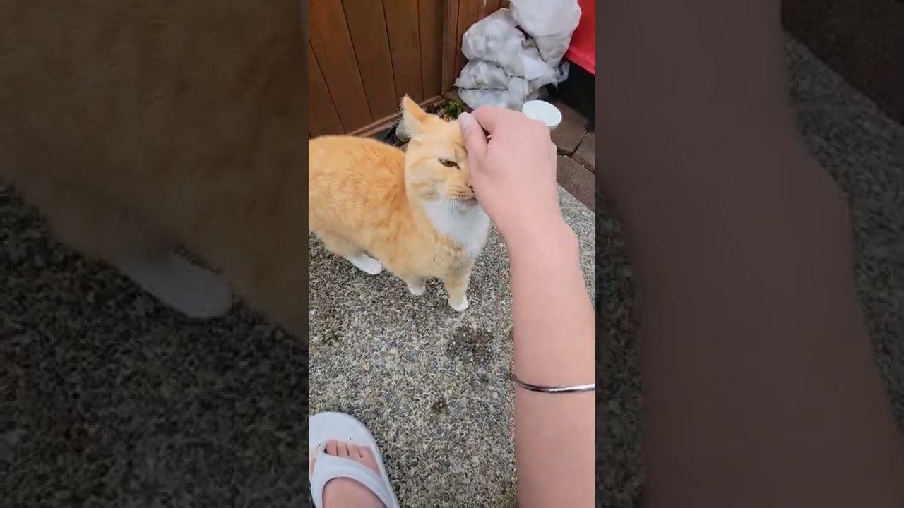 Orange tabby white feet loves getting her head massaged