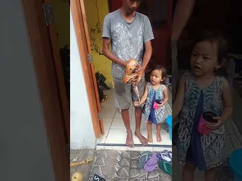 Ular Dipon sehabis mandi. 3