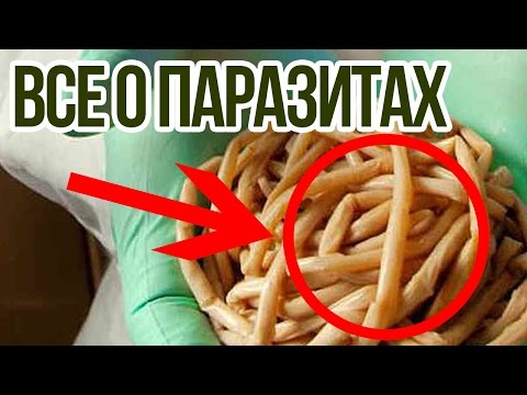 Тыквенные семечки от глистов Тыквенные семечки от глистов