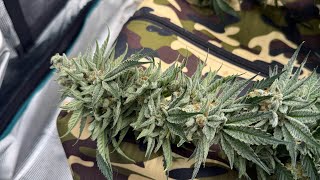 @MarsHydro_official 4x4 Tent ππͺ΄update!! We made a mistake in the tent π§π«‘ #organic #garden #veteran