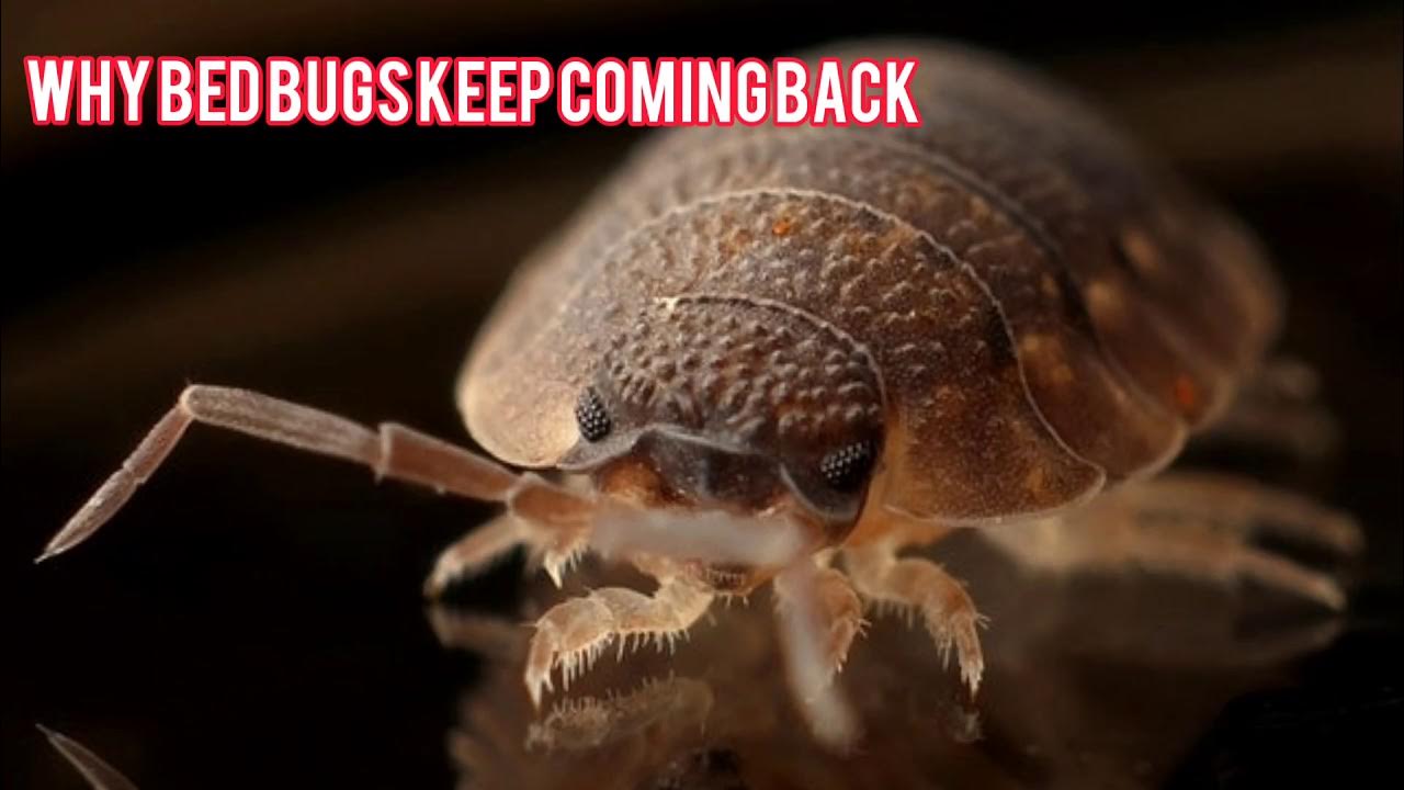 Why Bed Bugs Keep Coming Back YouTube