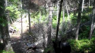 Famous Funny bear encounter on the Appalachian Trail Profile