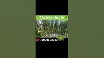 Trúc cần câu trồng cảnh quan